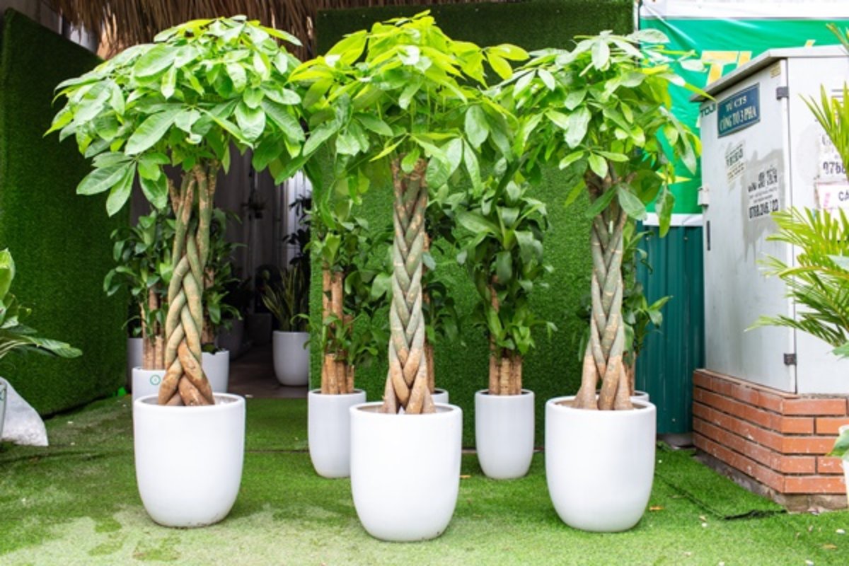 Cây kim ngân xoắn decor phòng họp