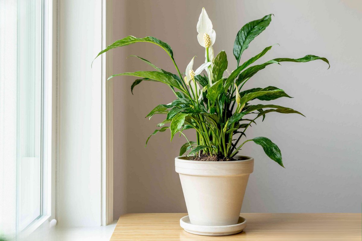 Cây lan ý decor phòng họp