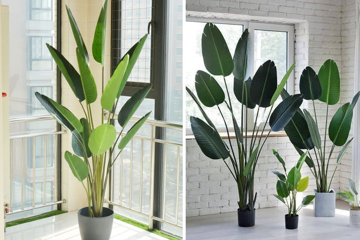 Cây chuối rẻ quạt decor phòng họp, hội nghị