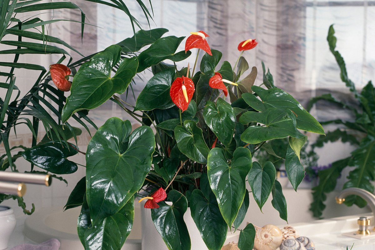 Cây hồng môn decor phòng họp