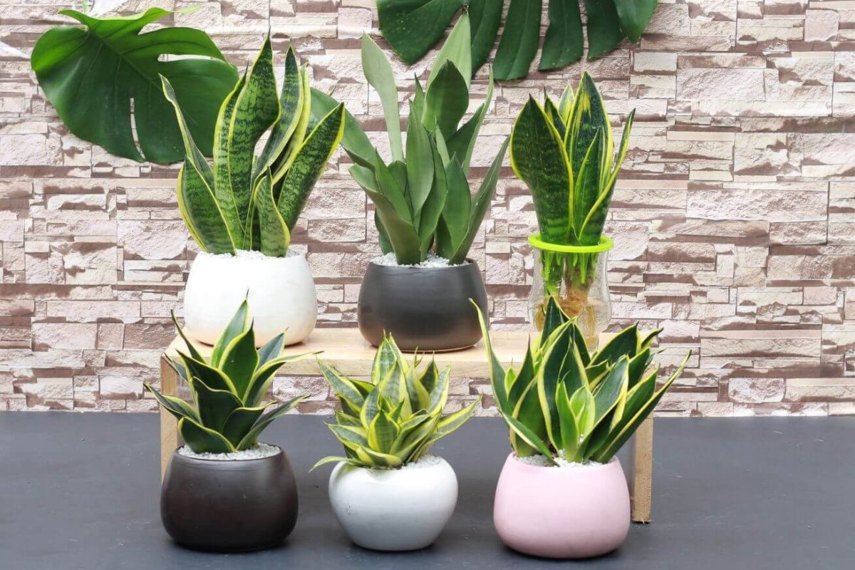 Cây lưỡi hổ trang trí phòng họp