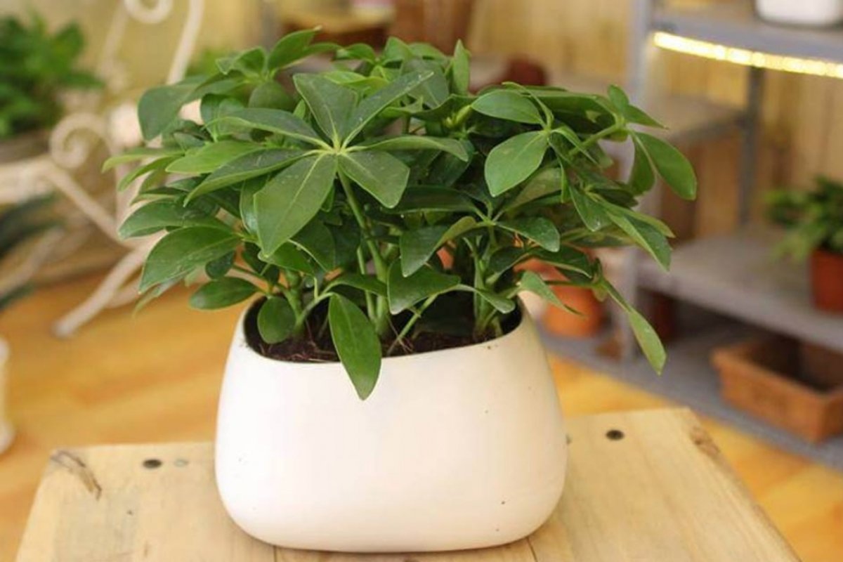 Cây ngũ gia bì trang trí phòng họp