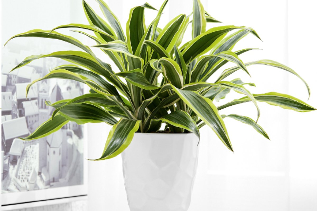 Cây phát tài decor phòng họp