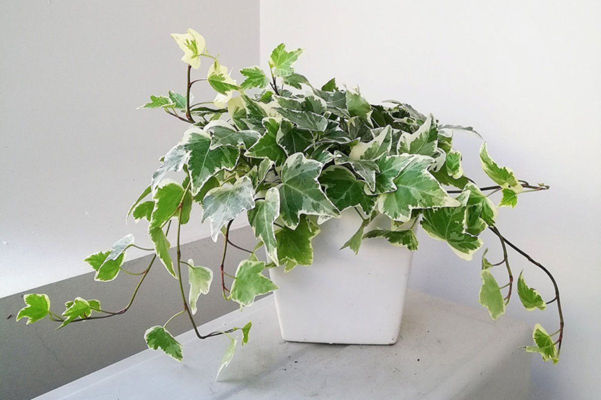 Cây thường xuân decor phòng họp, hội nghị