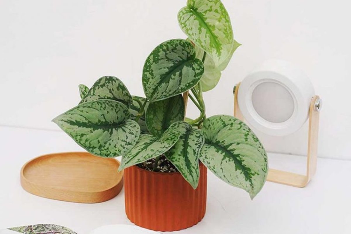 Cây trầu bà decor phòng họp