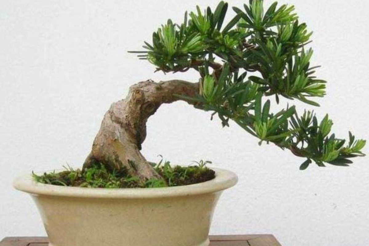Cây vạn niên tùng trang trí cho phòng họp