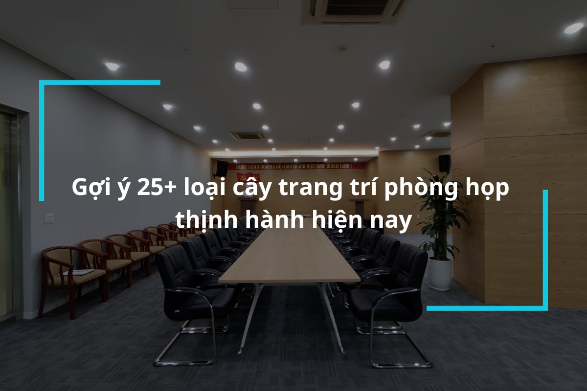 Gợi ý 25 loại cây trang trí phòng họp thịnh hành