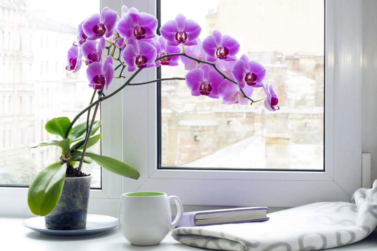 Cây lan hồ điệp trang trí phòng họp