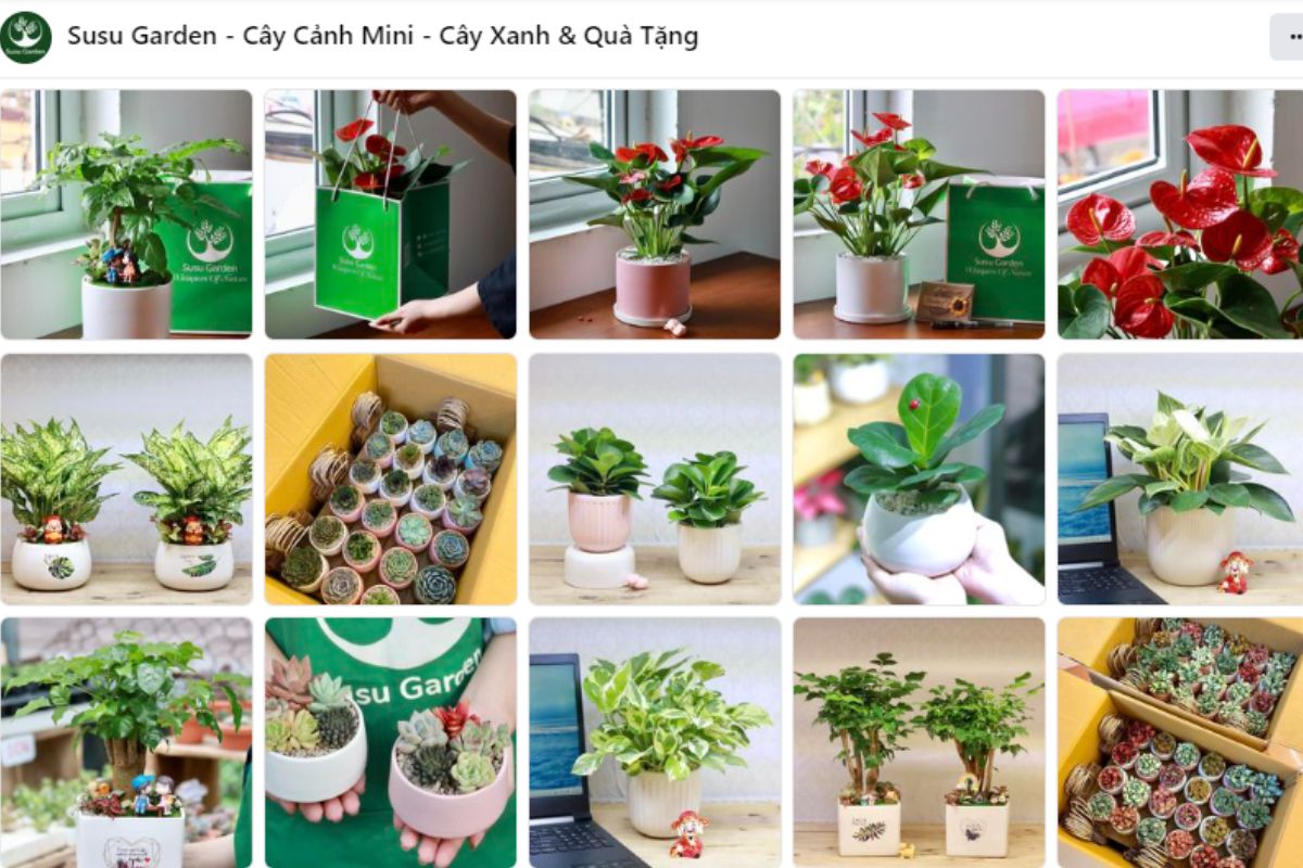 Susu Garden - Đơn vị chuyên bán cây cảnh để bàn làm việc uy tín