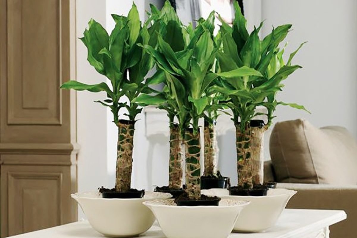 Cây thiết mộc lan trang trí phòng họp, hội nghị