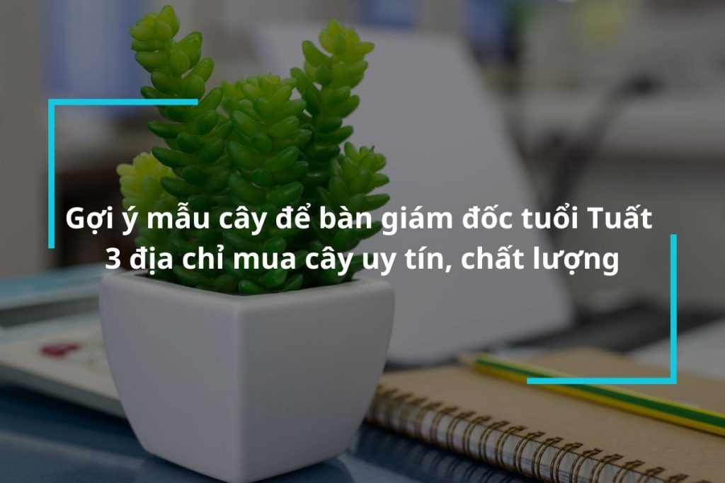 Top mẫu cây để bàn giám đốc tuổi Tuất hợp phong thủy