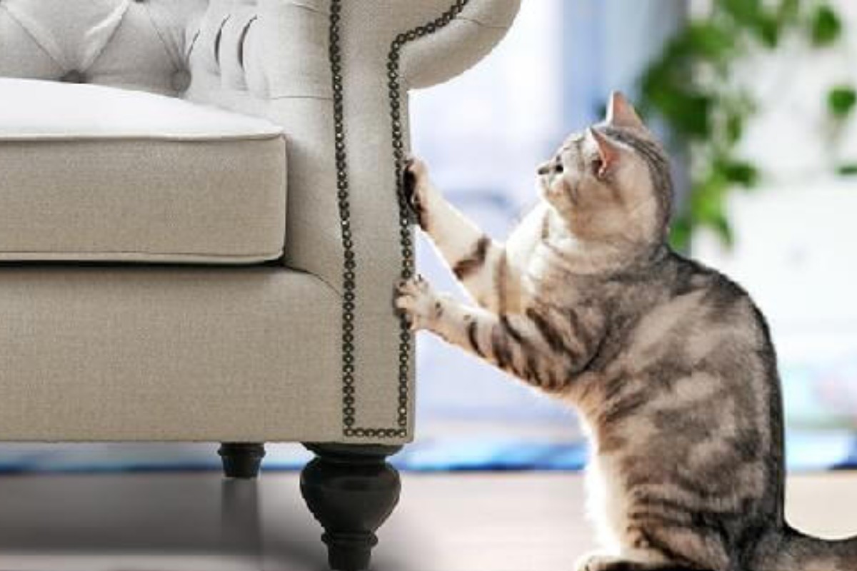 Cách khắc phục sofa bị rách hẳn 1 vùng da