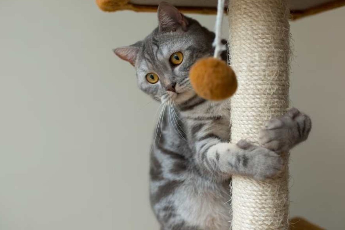 Tìm đồ chơi riêng cho mèo để tránh mèo cào sofa