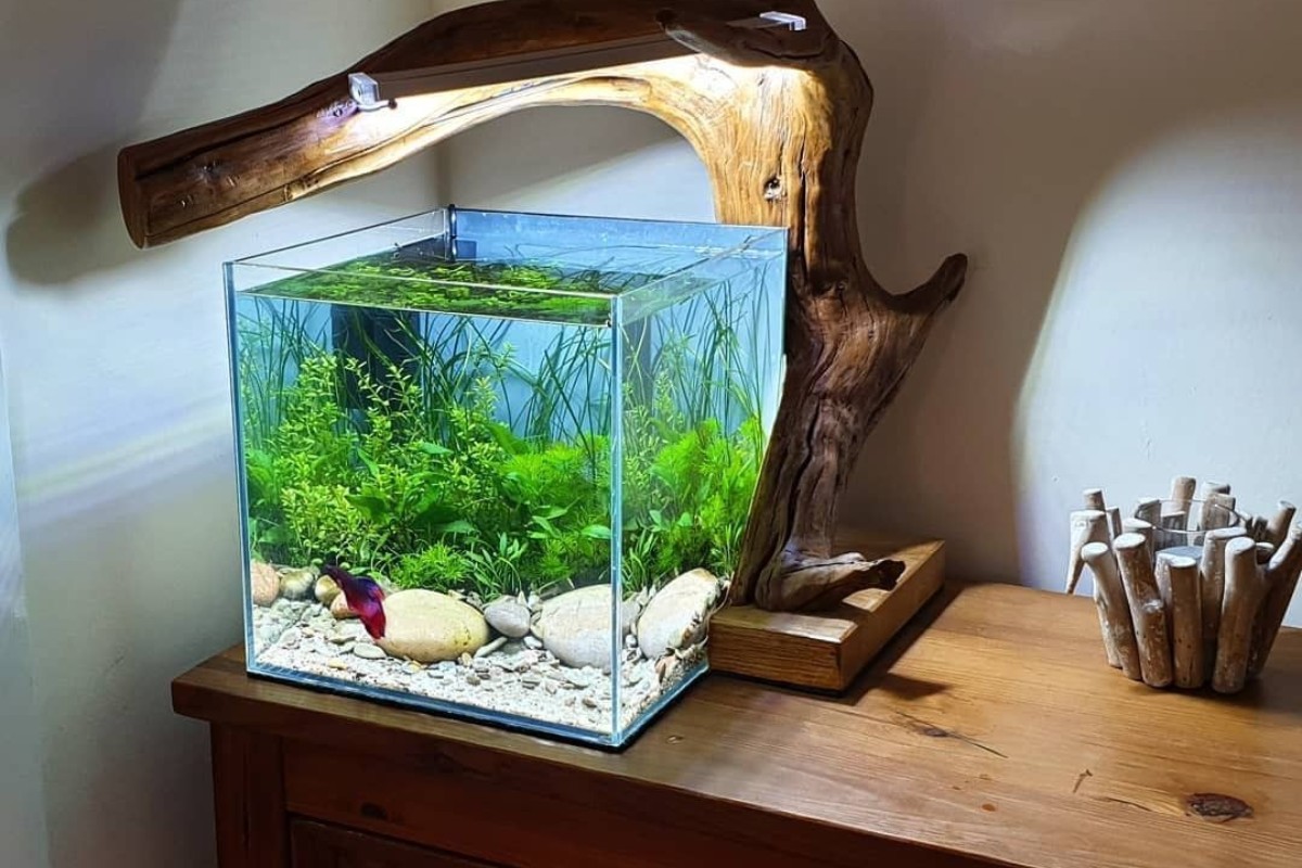 Bể cá cảnh mini có đèn LED