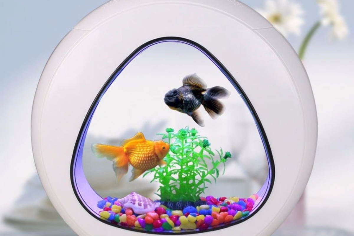 Bể cá cảnh mini có tiểu cảnh để bàn