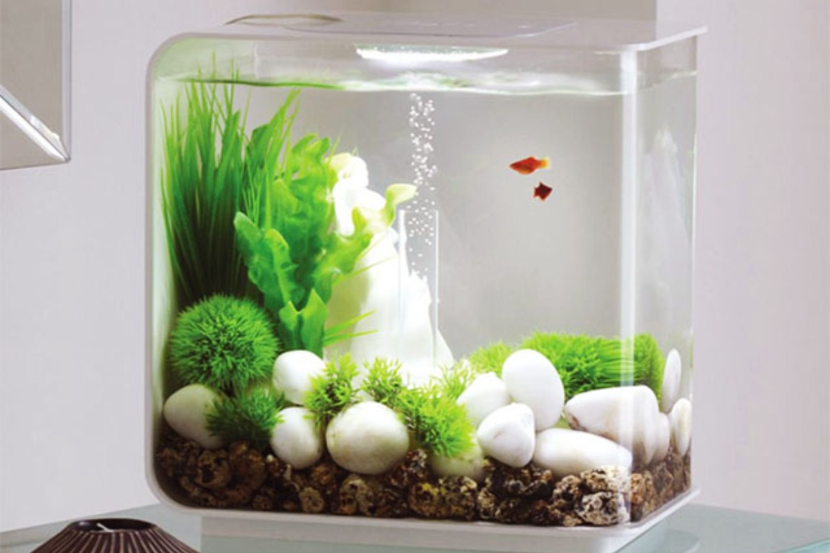 Bể cá cảnh mini có tiểu cảnh để bàn