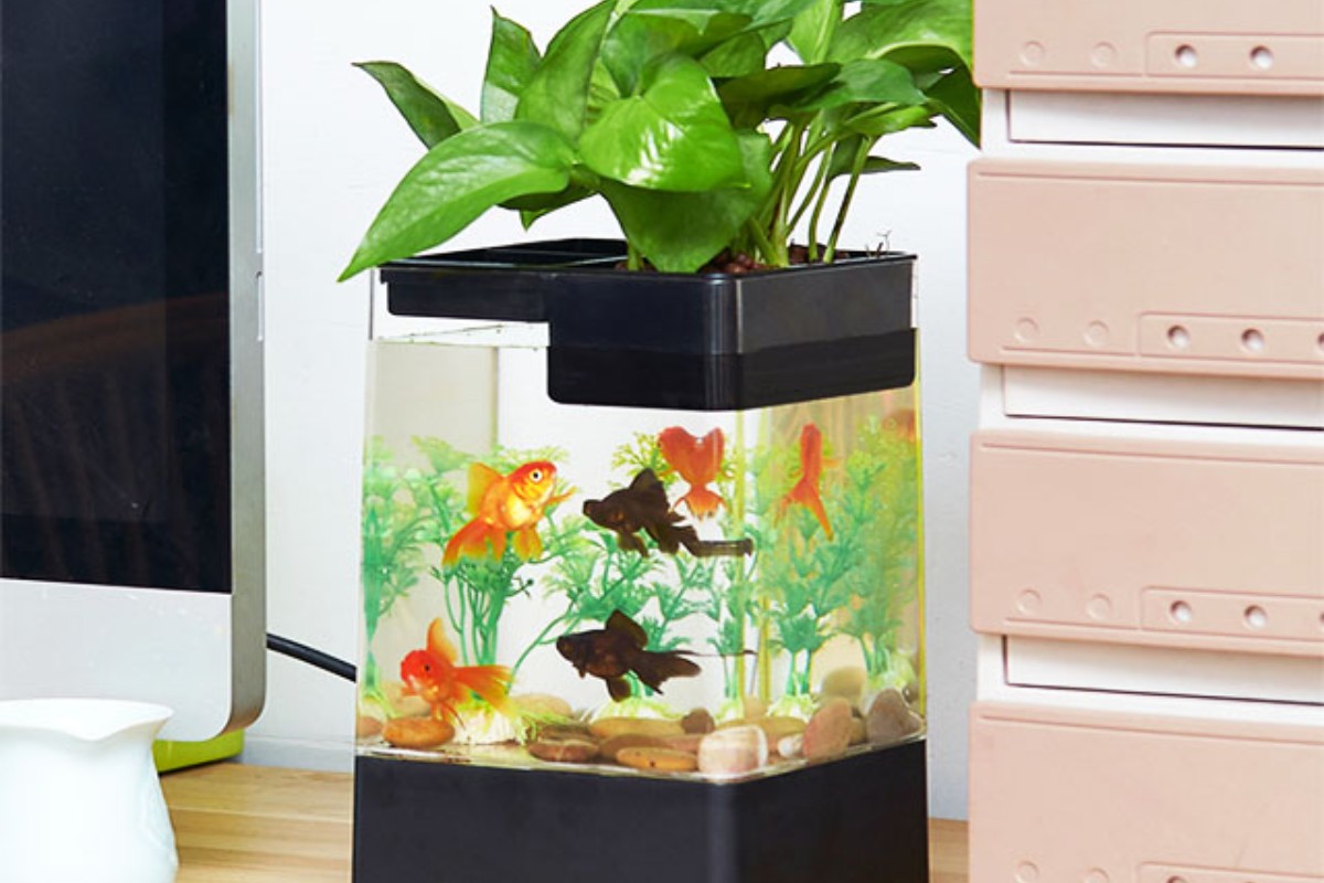 Bể cá mini đúc thủy sinh