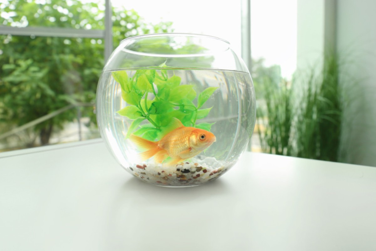Bể cá mini hình tròn