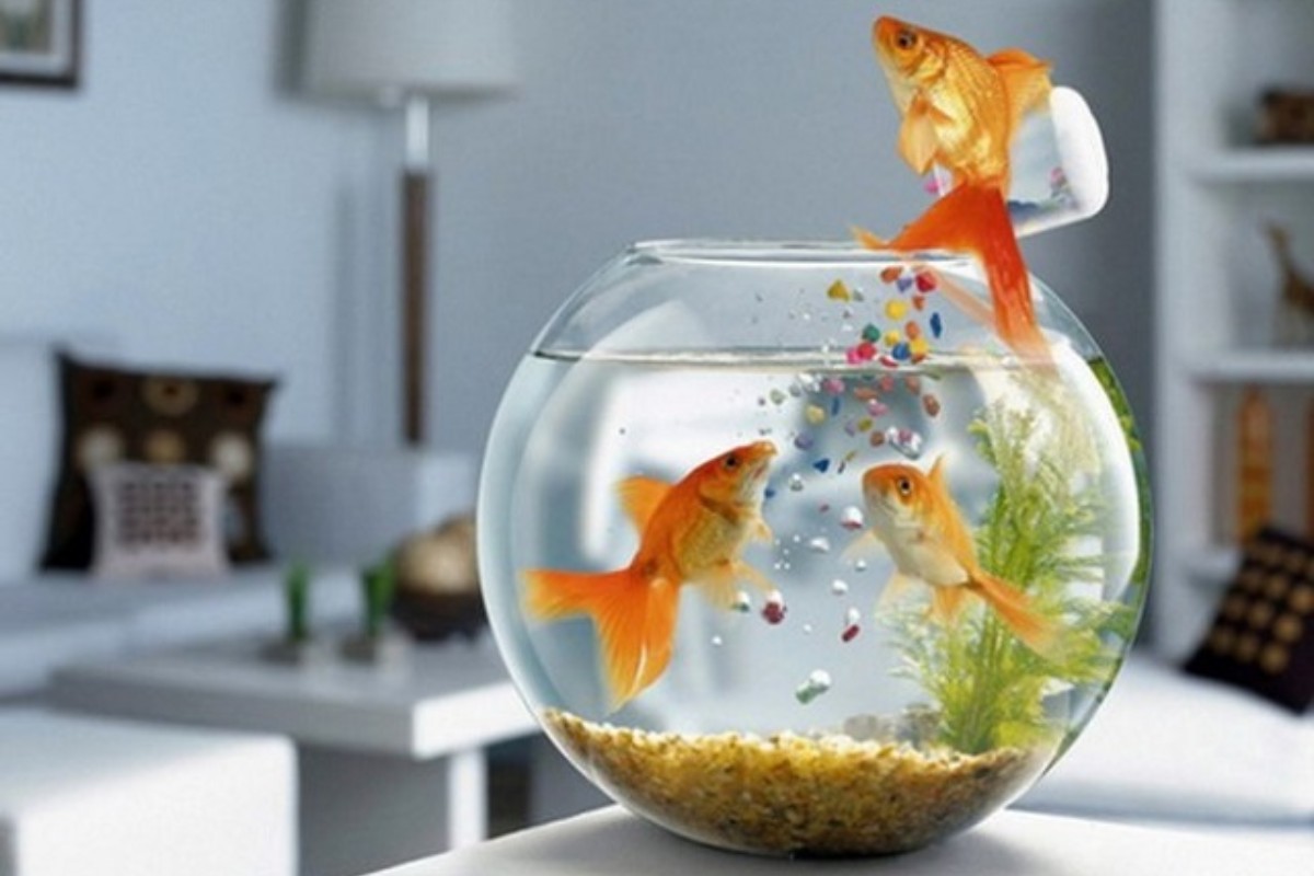 Bể cá mini hình tròn để bàn làm việc