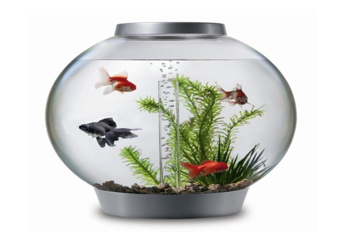 Bể cá mini hình tròn để bàn làm việc