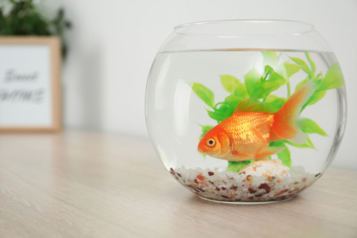 Bể cá mini hình tròn để bàn làm việc
