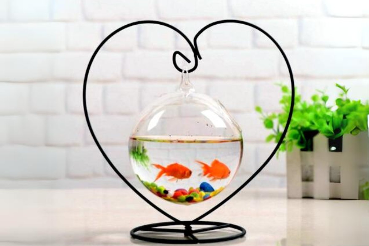 Bể cá cảnh mini treo để bàn