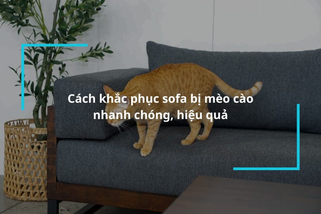 Cách khắc phục tình trạng sofa bị mèo cào hiệu quả