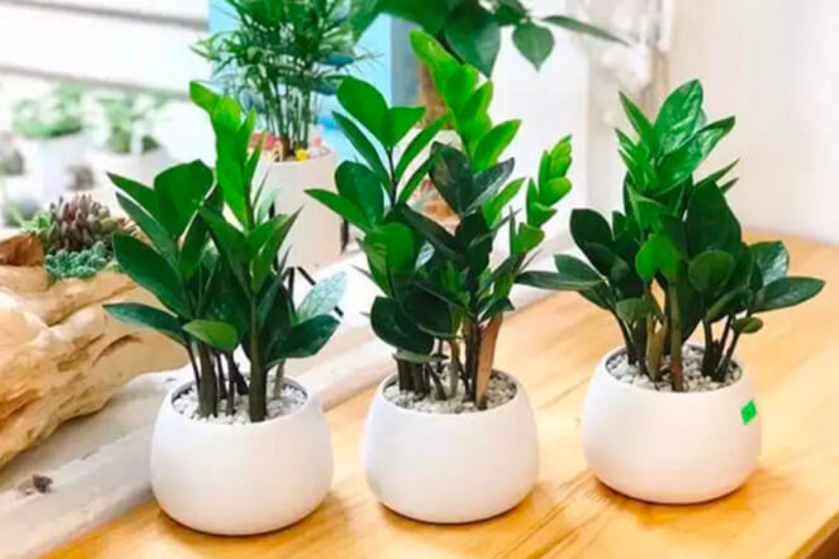 Cây kim tiền trang trí bàn làm việc mệnh thủy