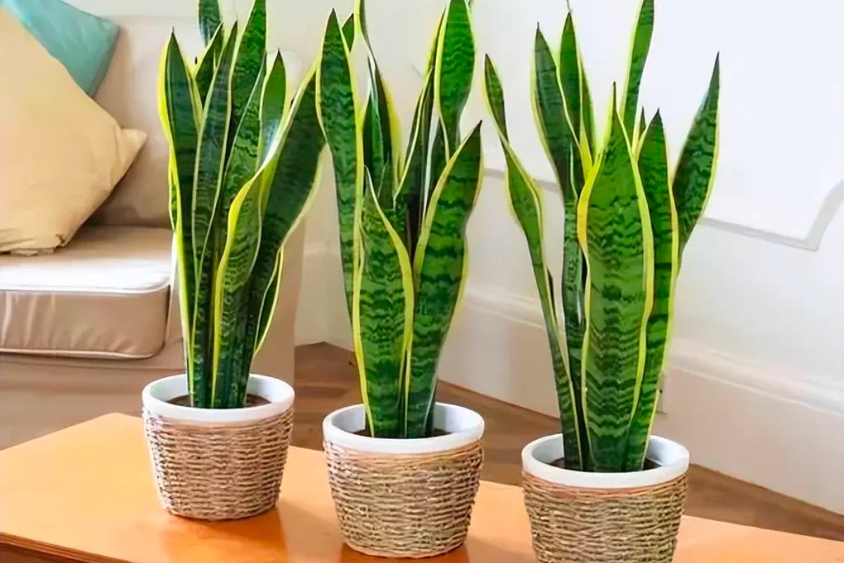 Cây lưỡi hổ trang trí bàn làm việc mệnh thủy