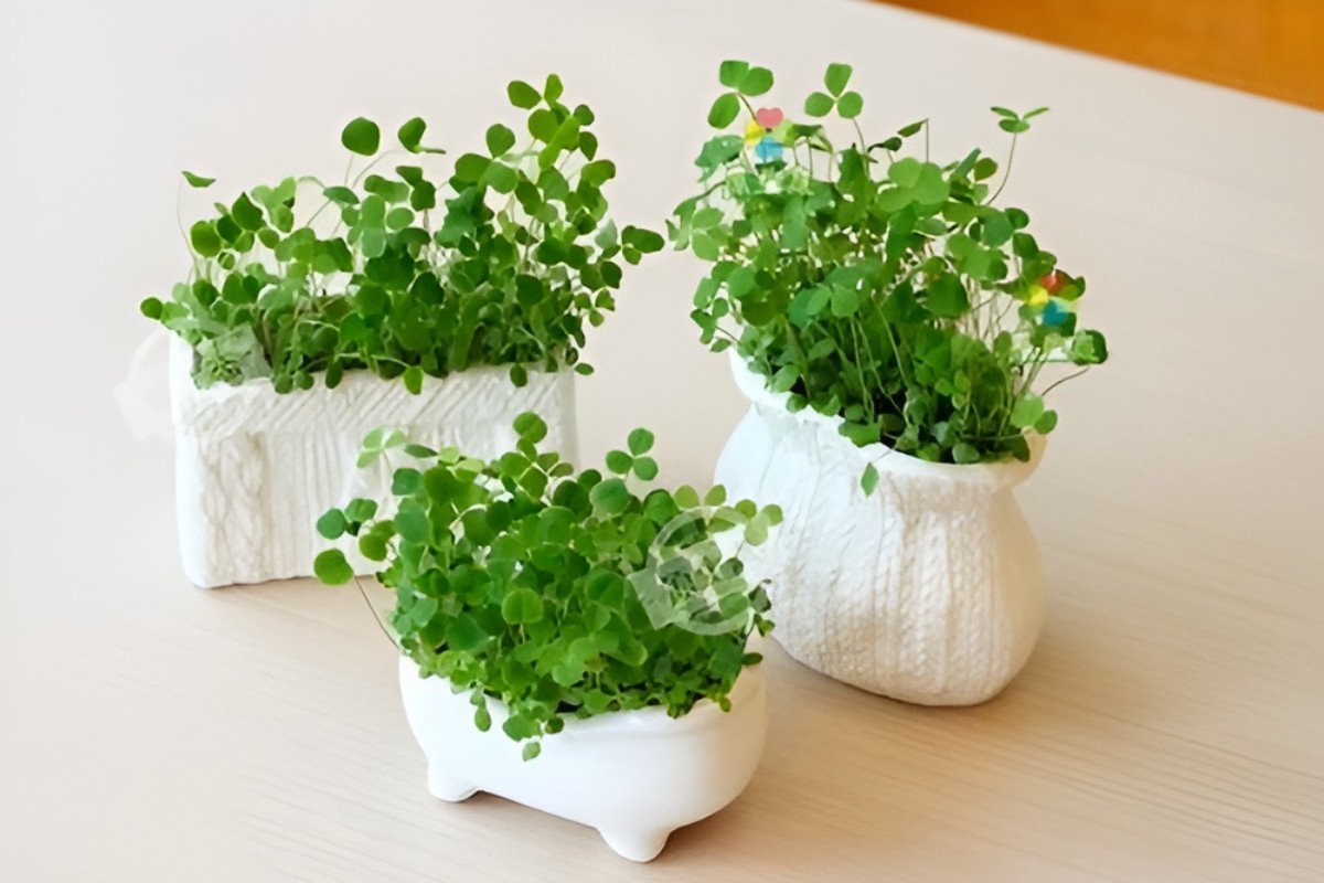 Cây mầm xanh trang trí bàn làm việc mệnh thủy