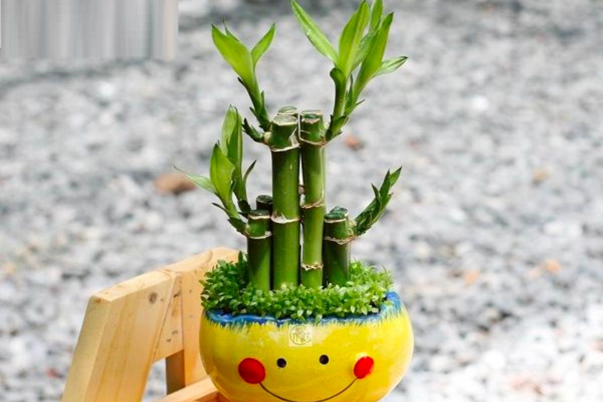 Cây phát tài khúc trang trí bàn làm việc mệnh thủy