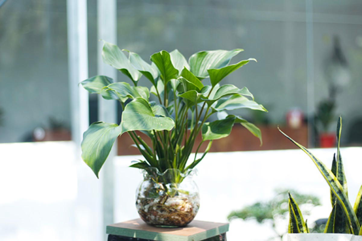 Cây thanh tâm trang trí bàn làm việc mệnh thủy