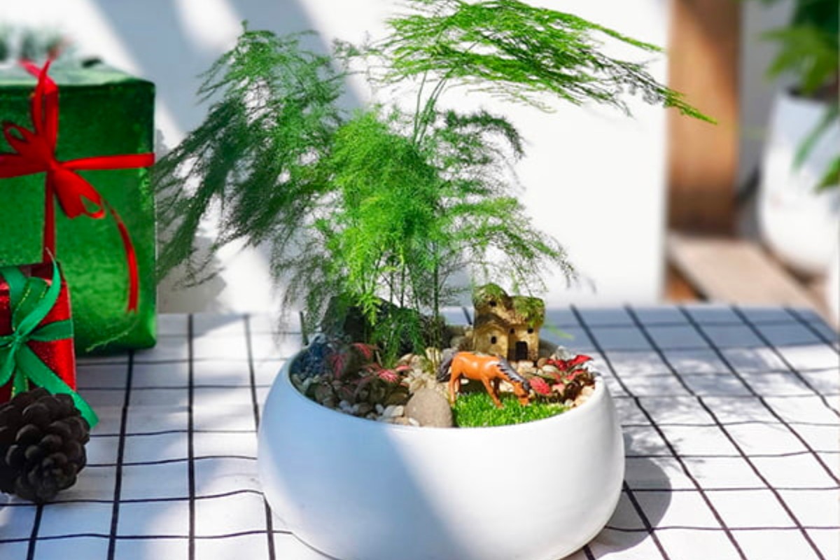 Cây thủy tùng trang trí bàn làm việc mệnh thủy