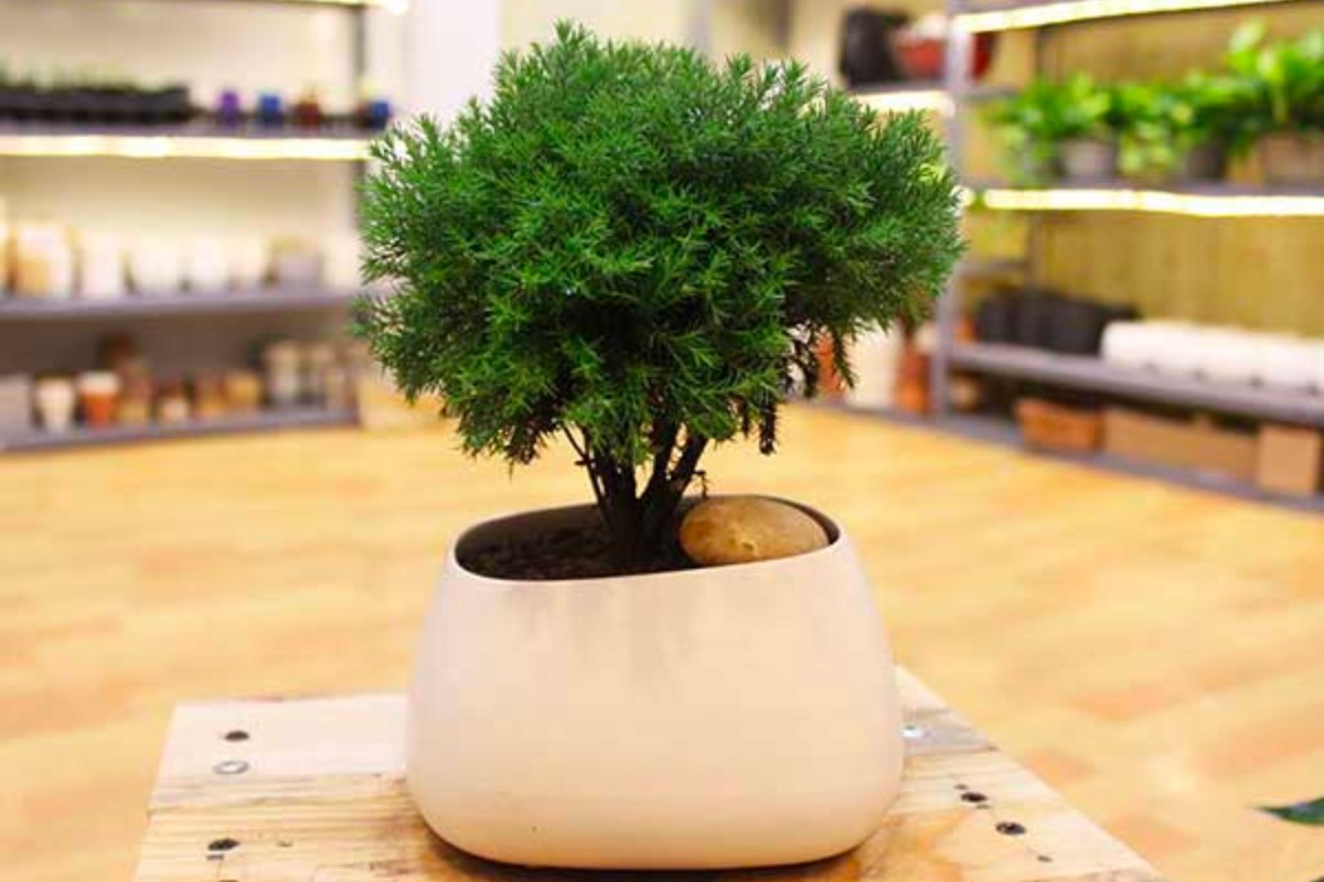 Cây tùng bồng lai trang trí bàn làm việc mệnh thủy