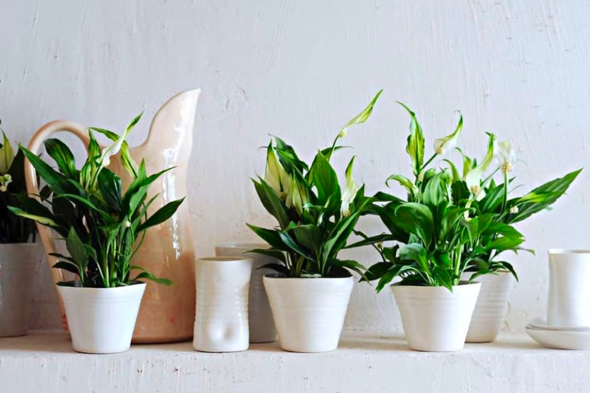 Cây ý lan trang trí bàn làm việc mệnh thủy