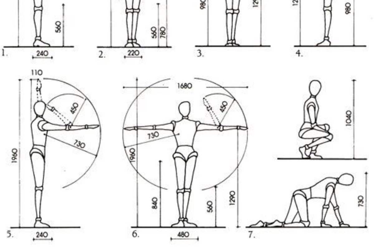 Chiều dài của sài tay và chân