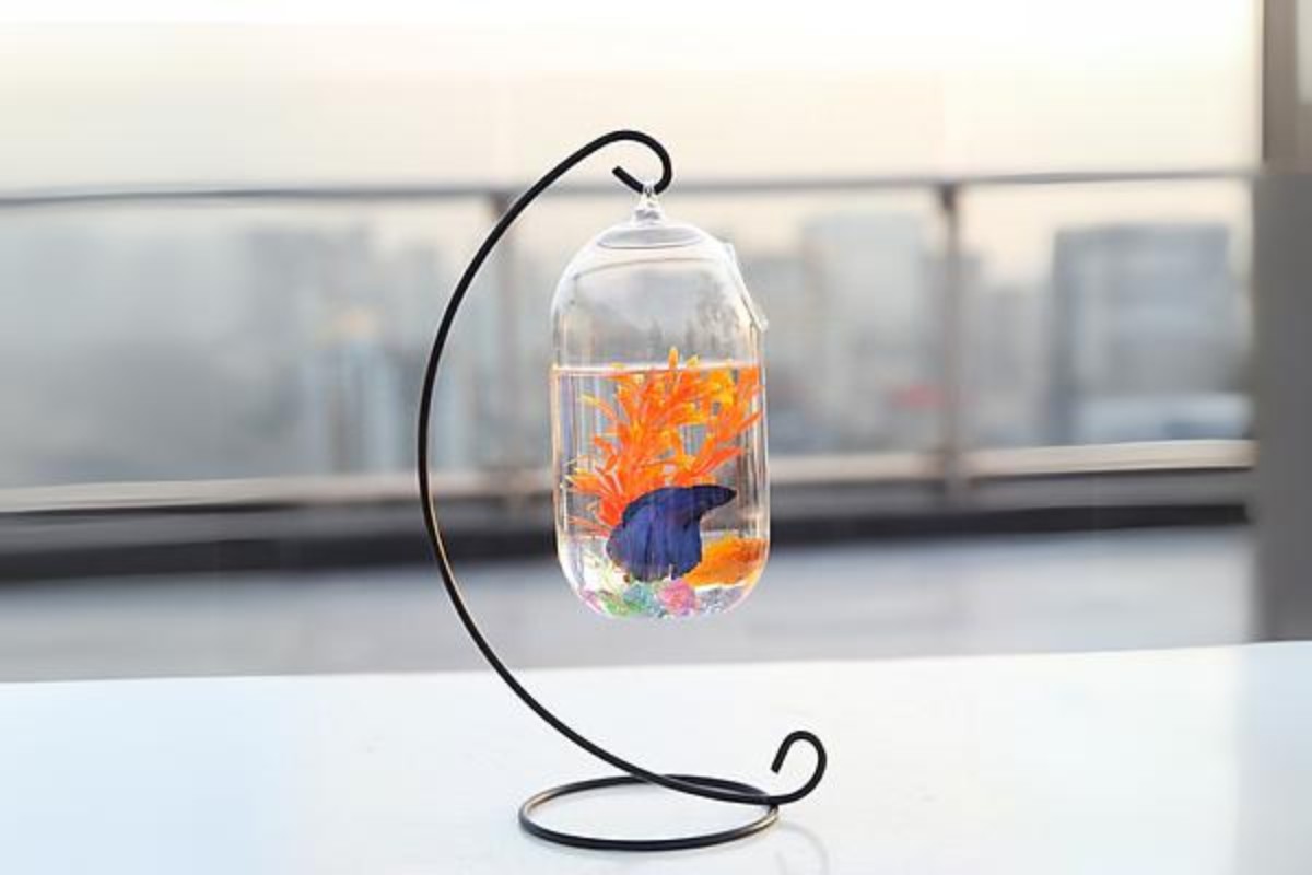 Gợi ý 3 địa chỉ mua bể cá mini để bàn làm việc uy tín