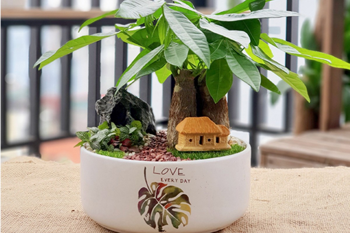 Tiểu cảnh cây kim ngân