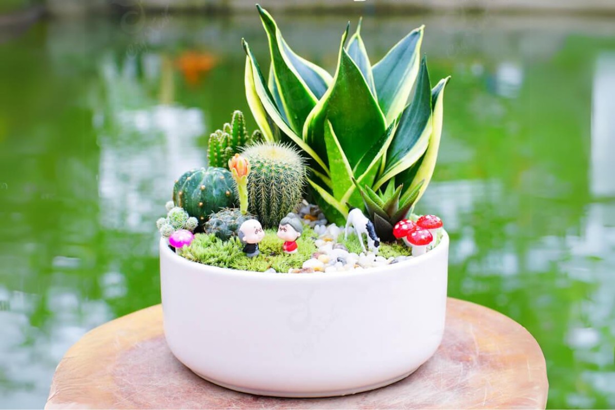 Tiểu cảnh cây lưỡi hổ để bàn