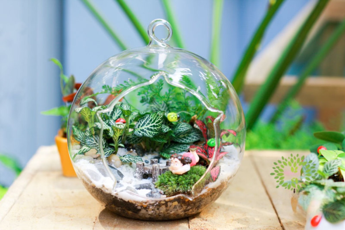 Tiểu cảnh mini chậu thủy tinh