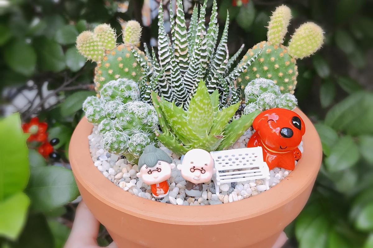 Tiểu cảnh mini xương rồng