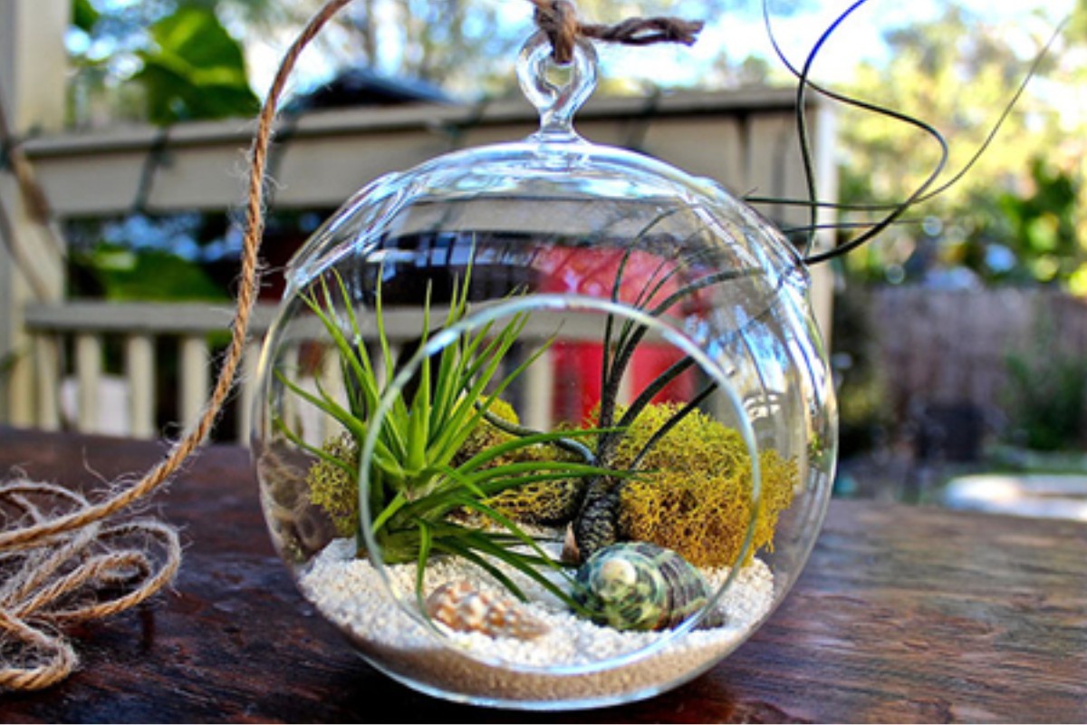 Tiểu cảnh terrarium
