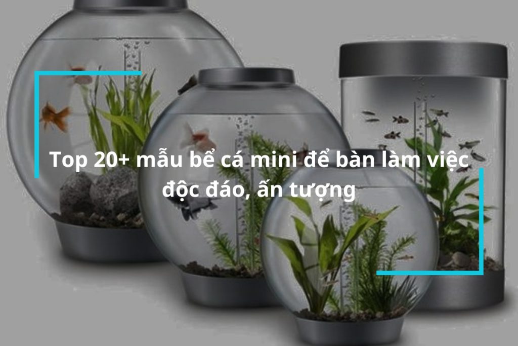 Top 20+ mẫu bể cá mini để bàn làm việc