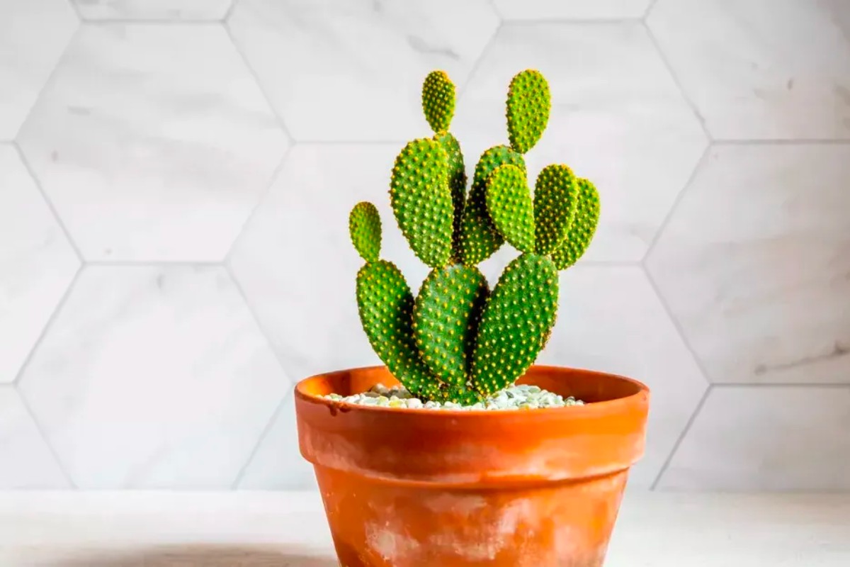 Tránh trang trí cây xương rồng và cây dây leo
