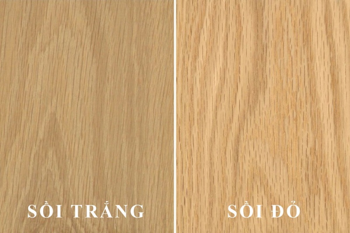 Phân biệt gỗ sồi trắng và gỗ sồi đỏ