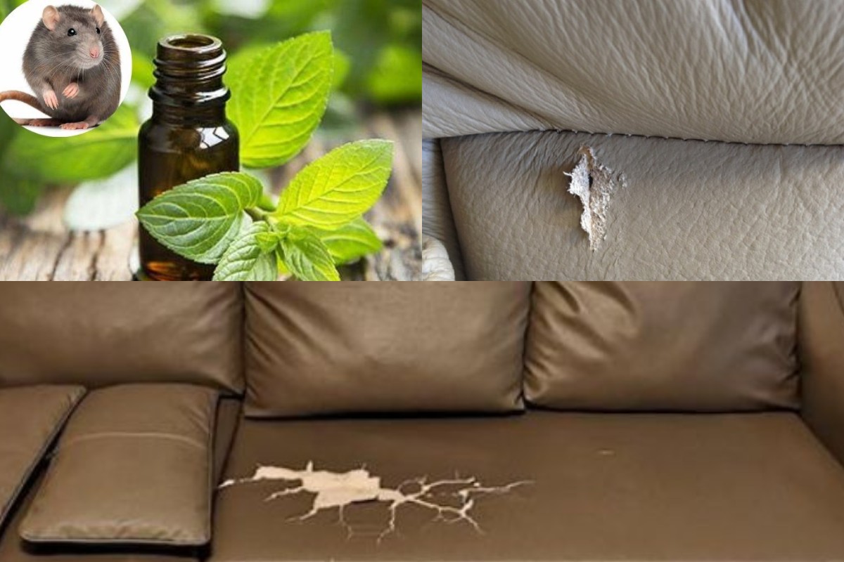 Hướng dẫn cách chống chuột cắn sofa da hiệu quả
