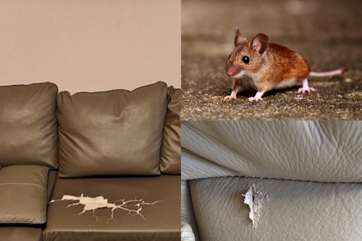 Tác hại khi chuột cắn sofa da