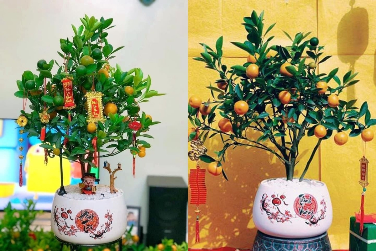 Trang trí văn phòng bằng cây quất