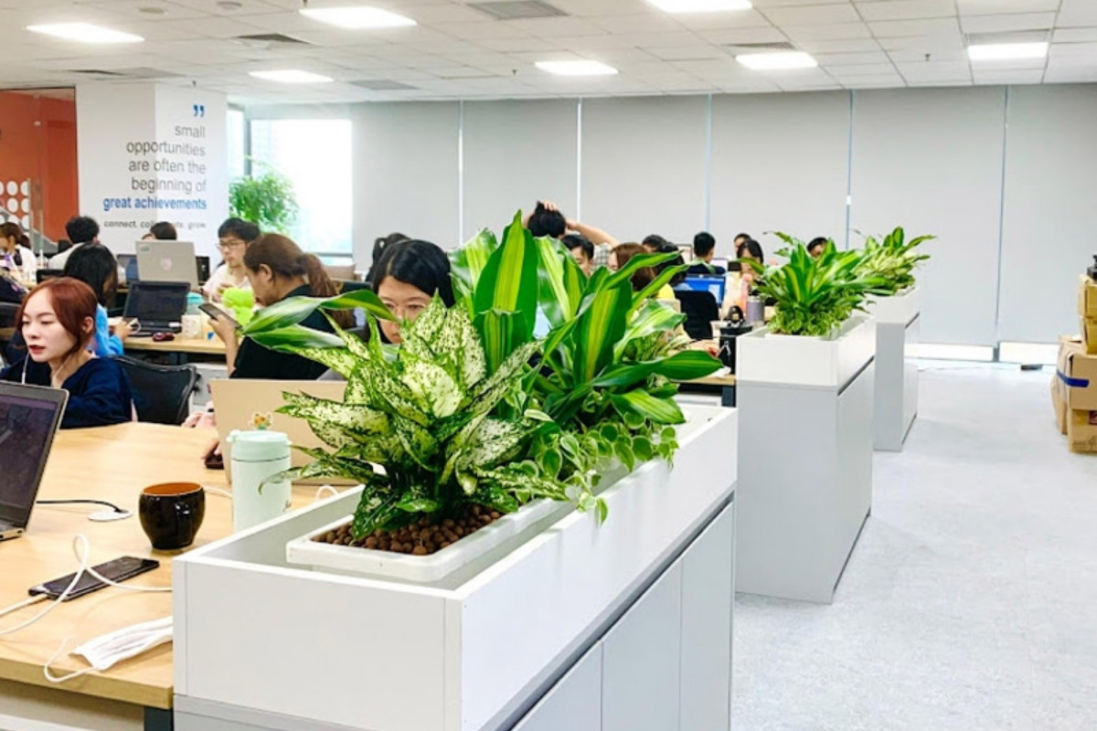 Trang trí Tết cho văn phòng làm việc với cây phong thủy may mắn