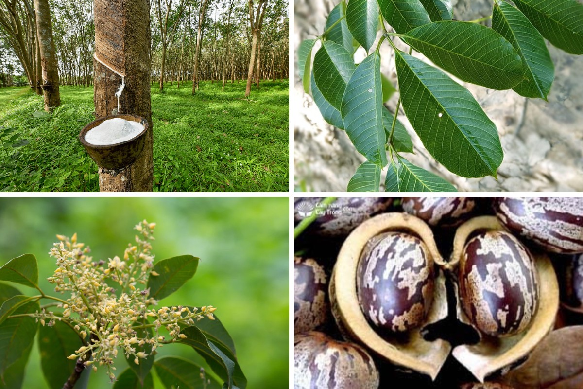Đặc điểm sinh trưởng và hình thái của cây cao su